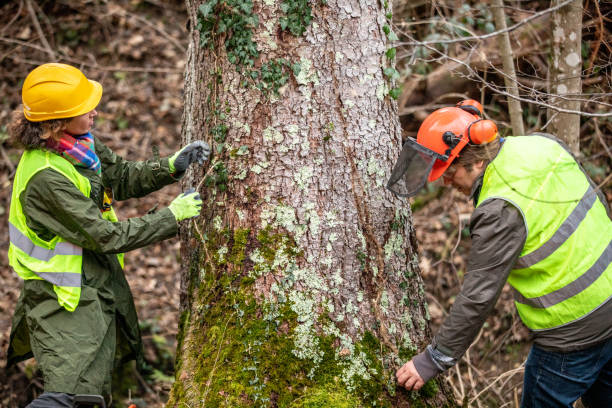 How Our Tree Care Process Works  in  Hammonton, NJ